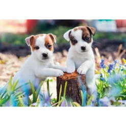 Ravensburger 2x12pc - Cute Little Furballs Puzzle -Children Toys Shop 67270 MBR RB05636 1 3 73439.1686710060