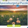 Ravensburger 500pc - Dandelions At Sunset Puzzle